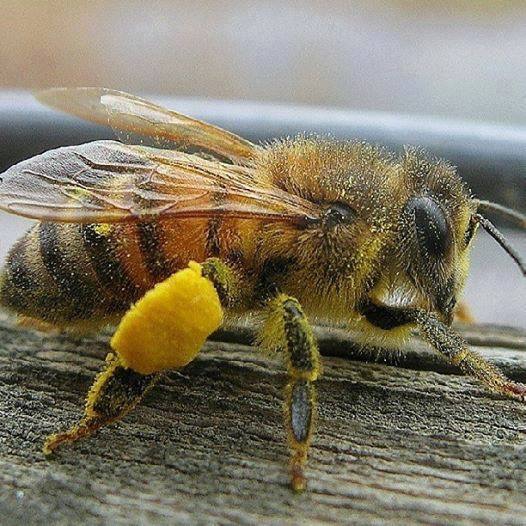 abeja