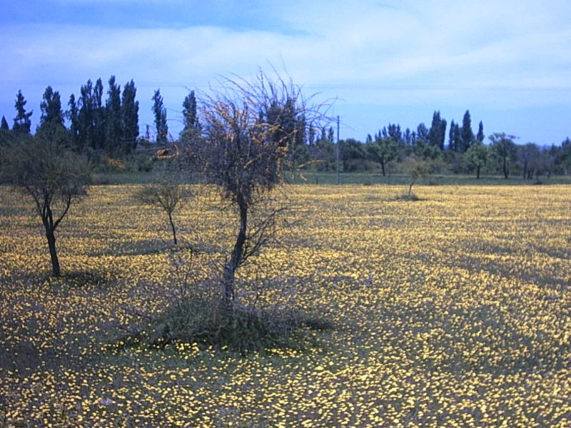 prados